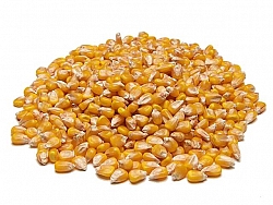 Zrna kukuruza