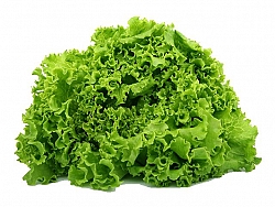 zelena salata velika web